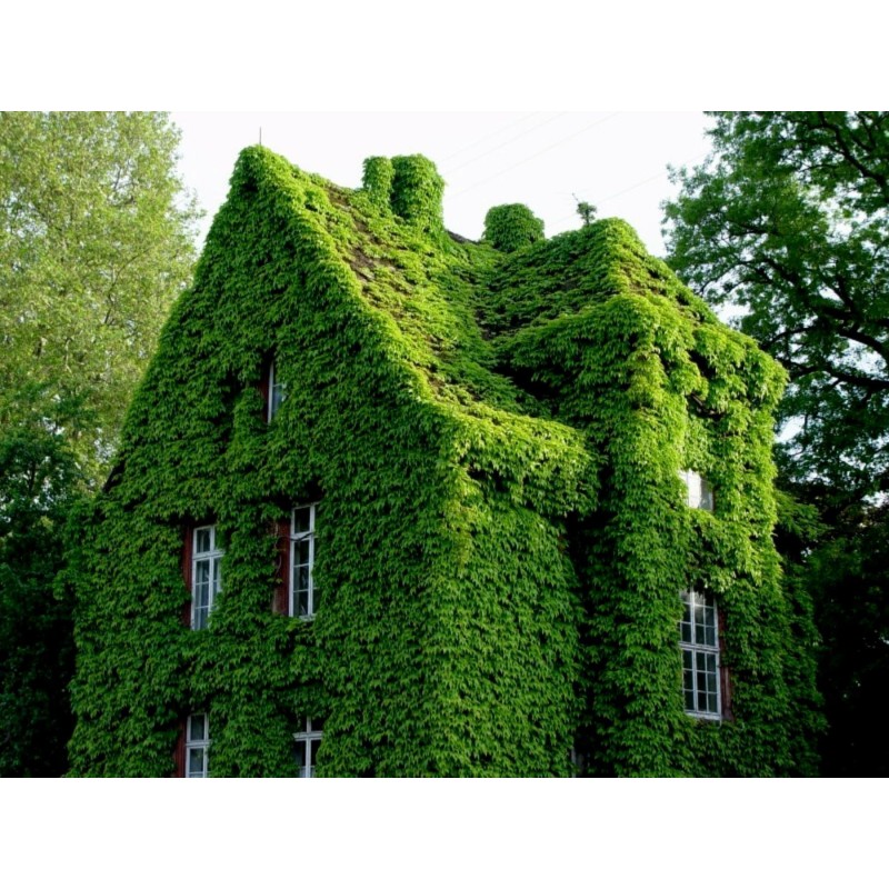 Gemeine Efeu, Gewöhnlicher Efeu Samen (Hedera helix) | Seeds Shop Store