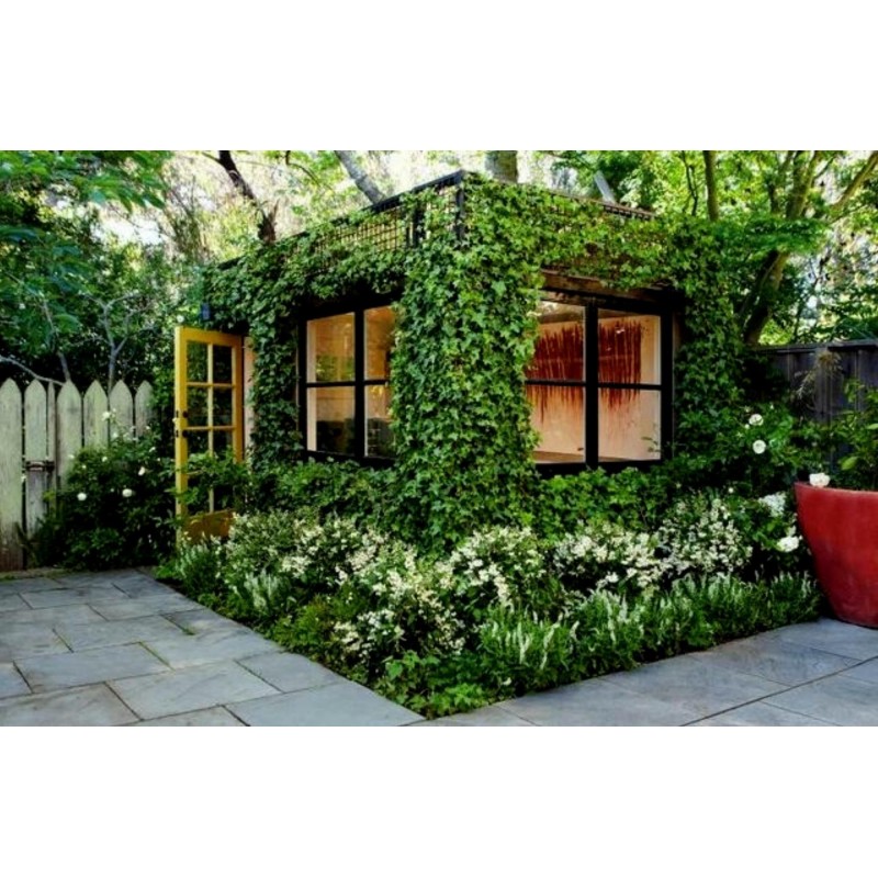 Gemeine Efeu, Gewöhnlicher Efeu Samen (Hedera helix) | Seeds Shop Store