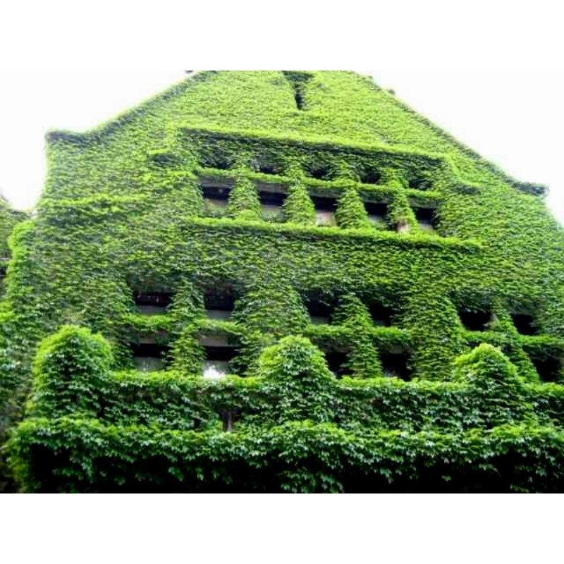 Gemeine Efeu, Gewöhnlicher Efeu Samen (Hedera helix) | Seeds Shop Store