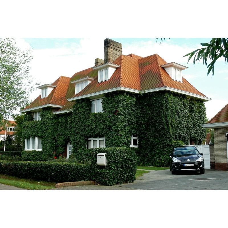 Gemeine Efeu, Gewöhnlicher Efeu Samen (Hedera helix) | Seeds Shop Store