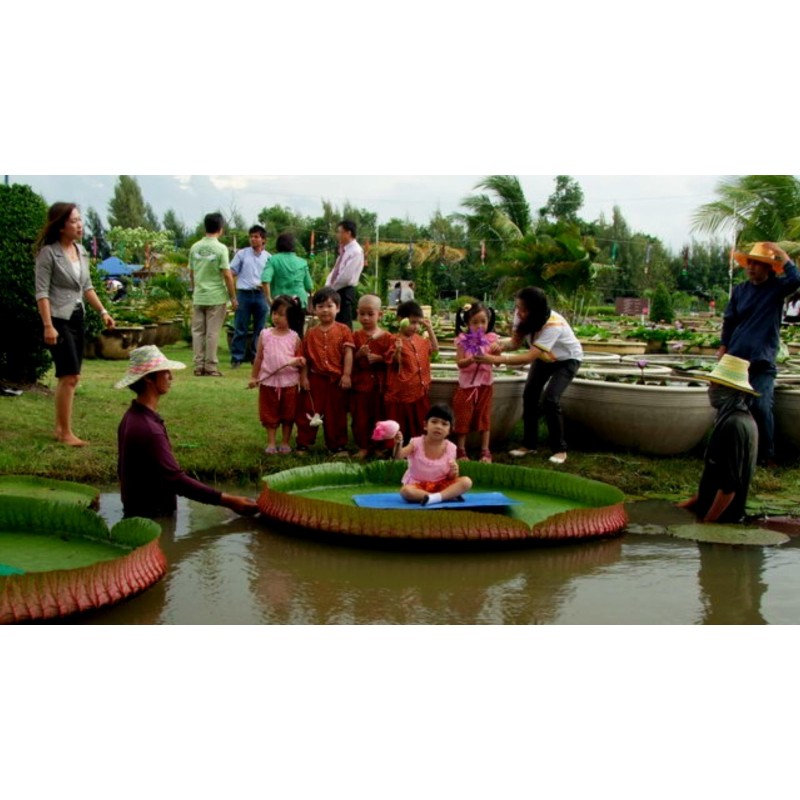 Semillas Nelumbonaceae Lirio de agua gigante (Victoria amazonica) | Seeds Shop Store