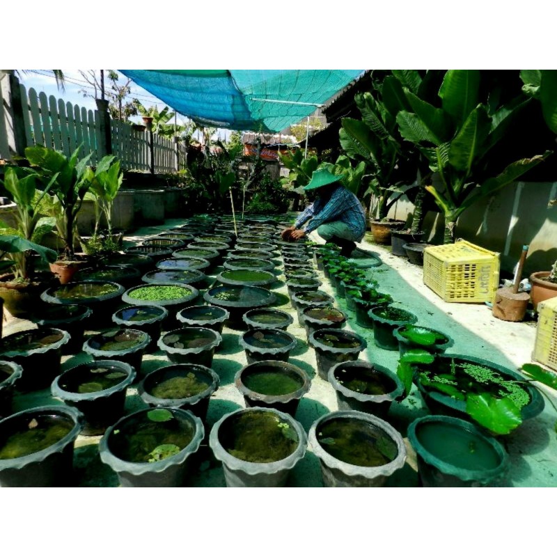 Semillas Nelumbonaceae Lirio de agua gigante (Victoria amazonica) | Seeds Shop Store