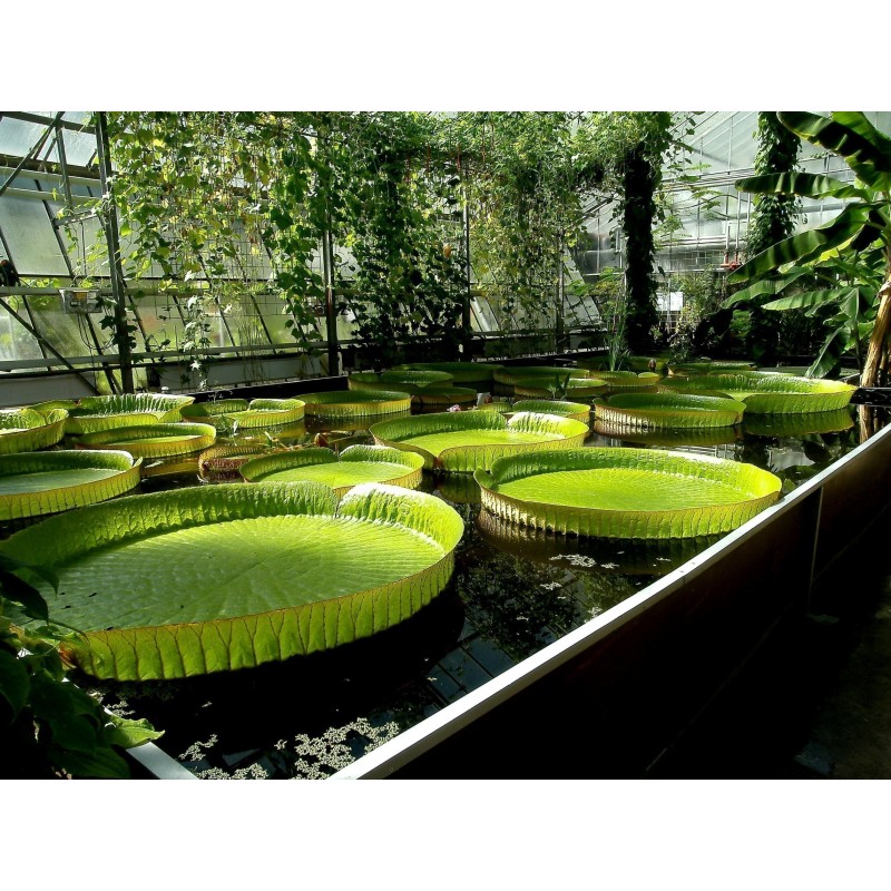Semillas Nelumbonaceae Lirio de agua gigante (Victoria amazonica) | Seeds Shop Store