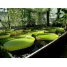 Semillas Nelumbonaceae Lirio de agua gigante (Victoria amazonica) | Seeds Shop Store