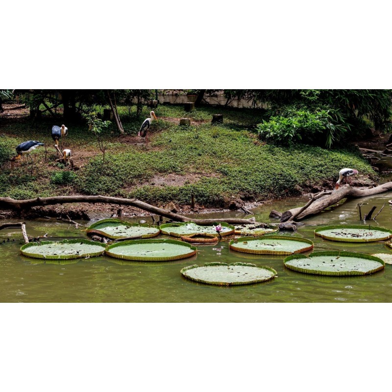 Semillas Nelumbonaceae Lirio de agua gigante (Victoria amazonica) | Seeds Shop Store
