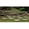 Semillas Nelumbonaceae Lirio de agua gigante (Victoria amazonica) | Seeds Shop Store