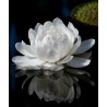 Semillas Nelumbonaceae Lirio de agua gigante (Victoria amazonica) | Seeds Shop Store