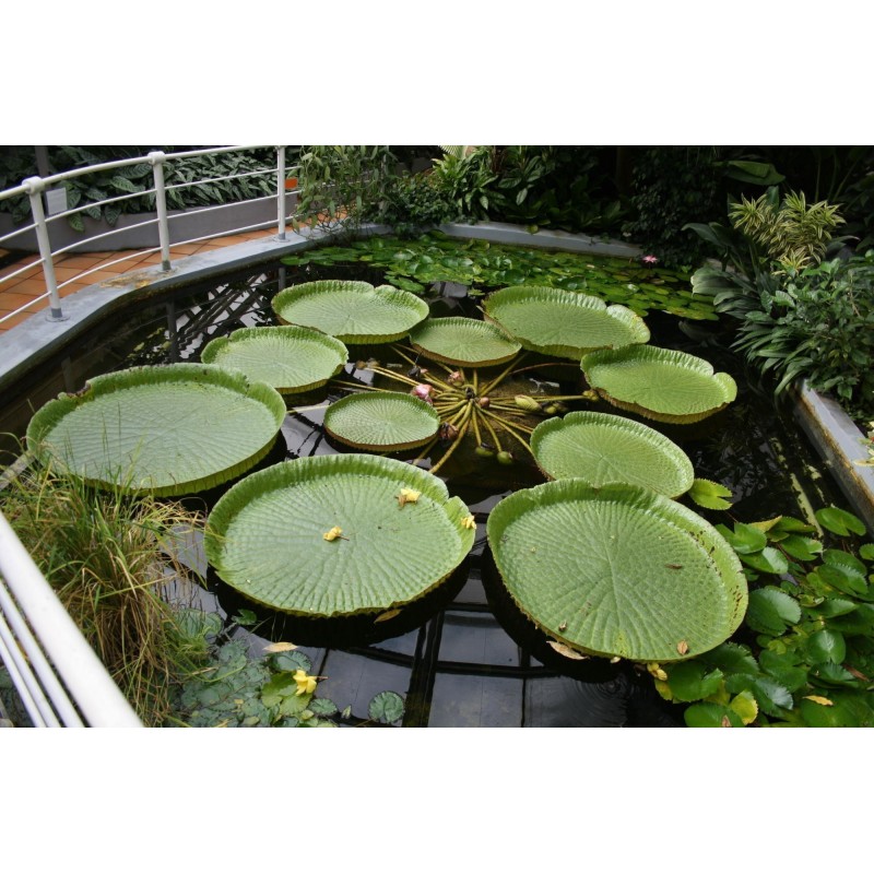 Semillas Nelumbonaceae Lirio de agua gigante (Victoria amazonica) | Seeds Shop Store