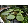 Semillas Nelumbonaceae Lirio de agua gigante (Victoria amazonica) | Seeds Shop Store