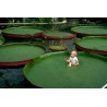 Semillas Nelumbonaceae Lirio de agua gigante (Victoria amazonica) | Seeds Shop Store