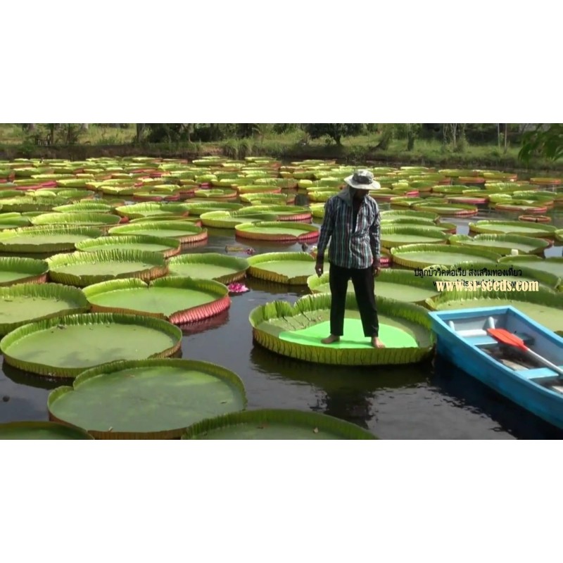 Semillas Nelumbonaceae Lirio de agua gigante (Victoria amazonica) | Seeds Shop Store