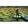 Semillas Nelumbonaceae Lirio de agua gigante (Victoria amazonica) | Seeds Shop Store