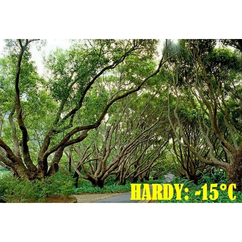 Сamphor Tree Cinnamon Seeds (Cinnamomum camphora) | Seeds Shop Store