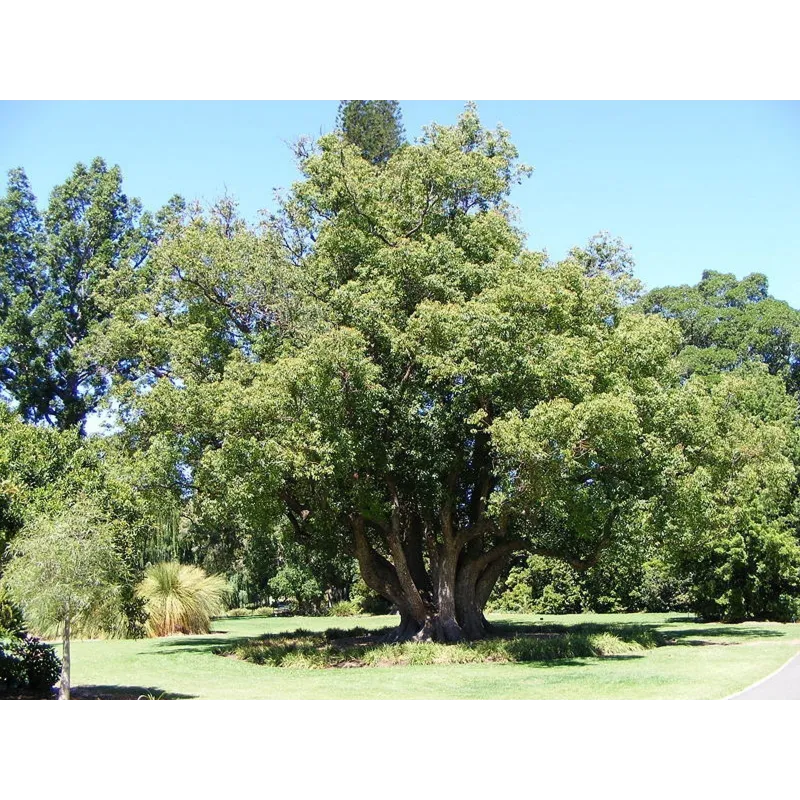 Сamphor Tree Cinnamon Seeds (Cinnamomum camphora) | Seeds Shop Store