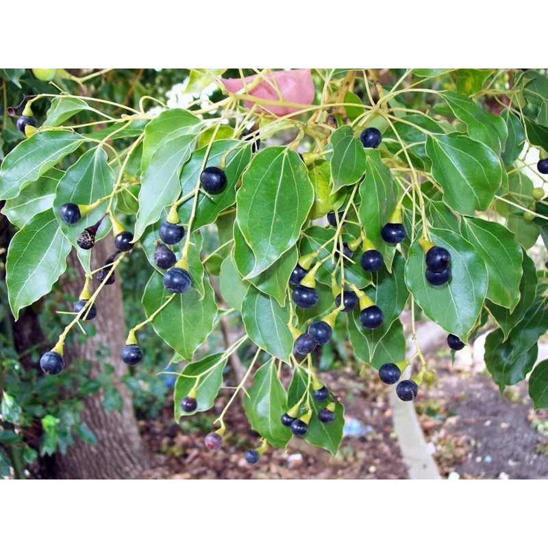 Сamphor Tree Cinnamon Seeds (Cinnamomum camphora) | Seeds Shop Store