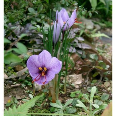 Safran Safranzwiebeln (Crocus sativus) | Seeds Shop Store