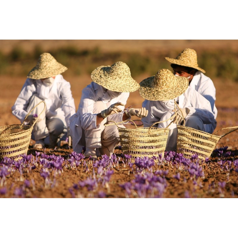 Safran Safranzwiebeln (Crocus sativus) | Seeds Shop Store