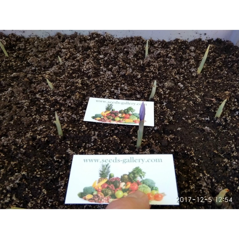 Safran Safranzwiebeln (Crocus sativus) | Seeds Shop Store
