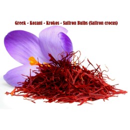 Safran Safranzwiebeln (Crocus sativus) - 4.5