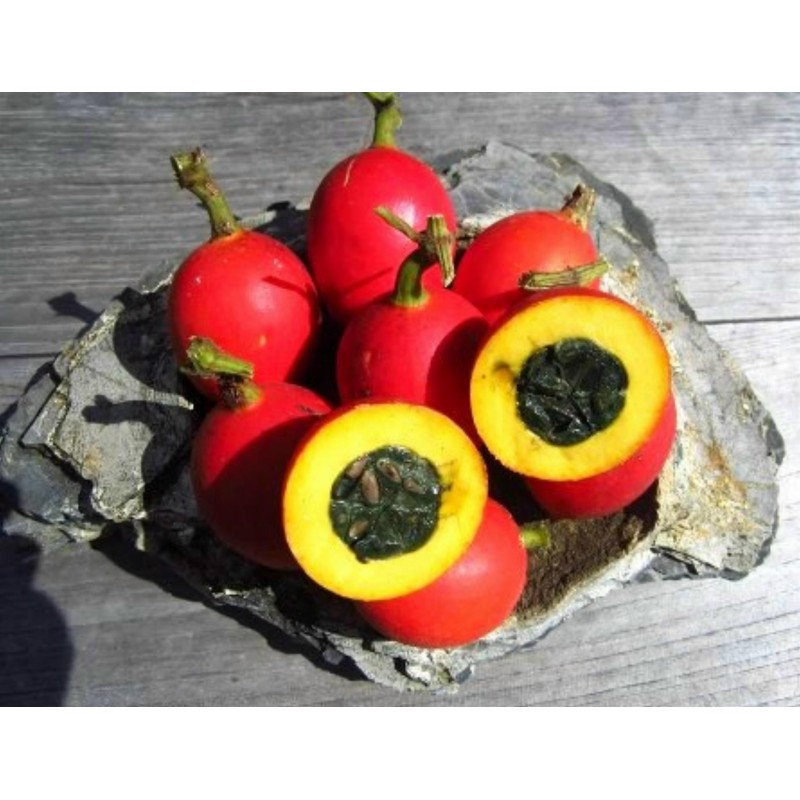 Dummela - Bittere Wassermelonen Samen (Gymnopetalum integrifolium) | Seeds Shop Store