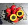 Dummela - Bittere Wassermelonen Samen (Gymnopetalum integrifolium) | Seeds Shop Store