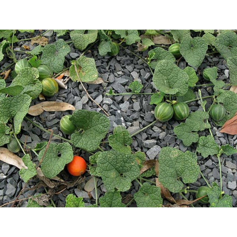 Dummela - Bittere Wassermelonen Samen (Gymnopetalum integrifolium) | Seeds Shop Store