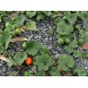 Dummela - Bittere Wassermelonen Samen (Gymnopetalum integrifolium) | Seeds Shop Store