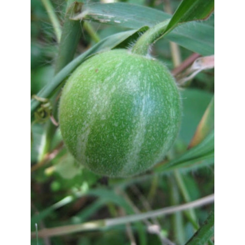 Dummela - Bittere Wassermelonen Samen (Gymnopetalum integrifolium) | Seeds Shop Store
