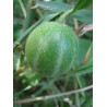 Dummela - Bittere Wassermelonen Samen (Gymnopetalum integrifolium) | Seeds Shop Store