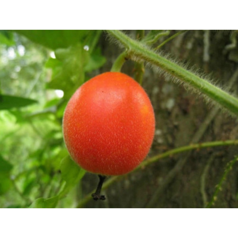 Dummela - Bittere Wassermelonen Samen (Gymnopetalum integrifolium) | Seeds Shop Store