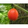Dummela - Bittere Wassermelonen Samen (Gymnopetalum integrifolium) | Seeds Shop Store