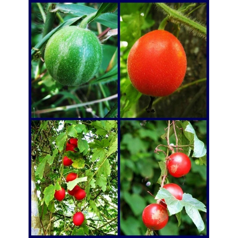Dummela - Bittere Wassermelonen Samen (Gymnopetalum integrifolium) | Seeds Shop Store