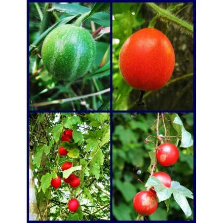 Dummela - Bittere Wassermelonen Samen (Gymnopetalum integrifolium) | Seeds Shop Store