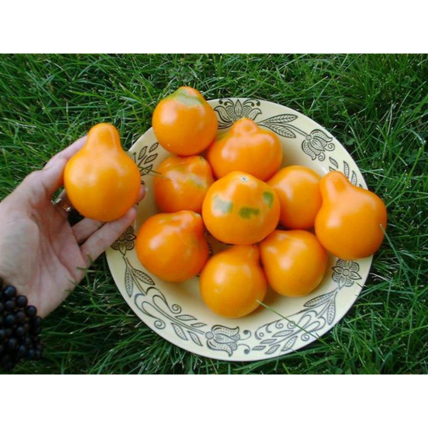 Japanese Yellow Truffle Tomato Seeds | Quality organic seeds