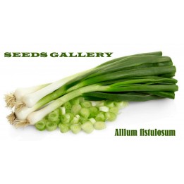 Semi di Cipolla D'inverno (Allium fistulosum) - 1.395