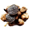 Black Garlic Cloves (Allium roseum) | Seeds Shop Store