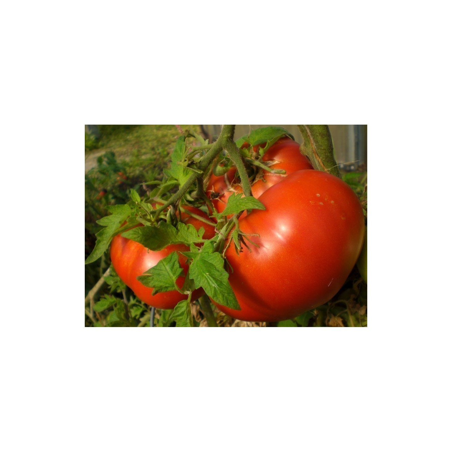 Wolgograder Tomate Samen Russische Sorte | Alte, Bio & exotische Samen |  Exotic Seeds Shop