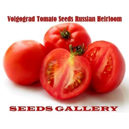 Volgograd Tomato Seeds Russian Heirloom - 1.845