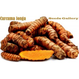 Açafrão-Da-Terra Rhizoma (Curcuma longa) - 7.155