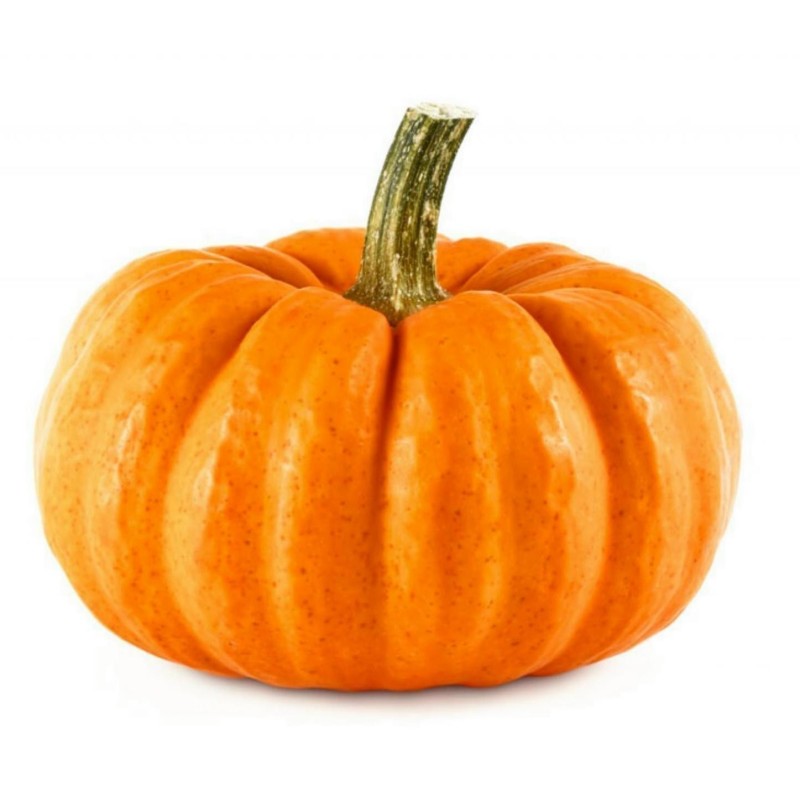 بذور يقطين ميني مسك | Seeds Shop Store