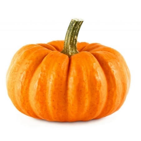 بذور يقطين ميني مسك | Seeds Shop Store