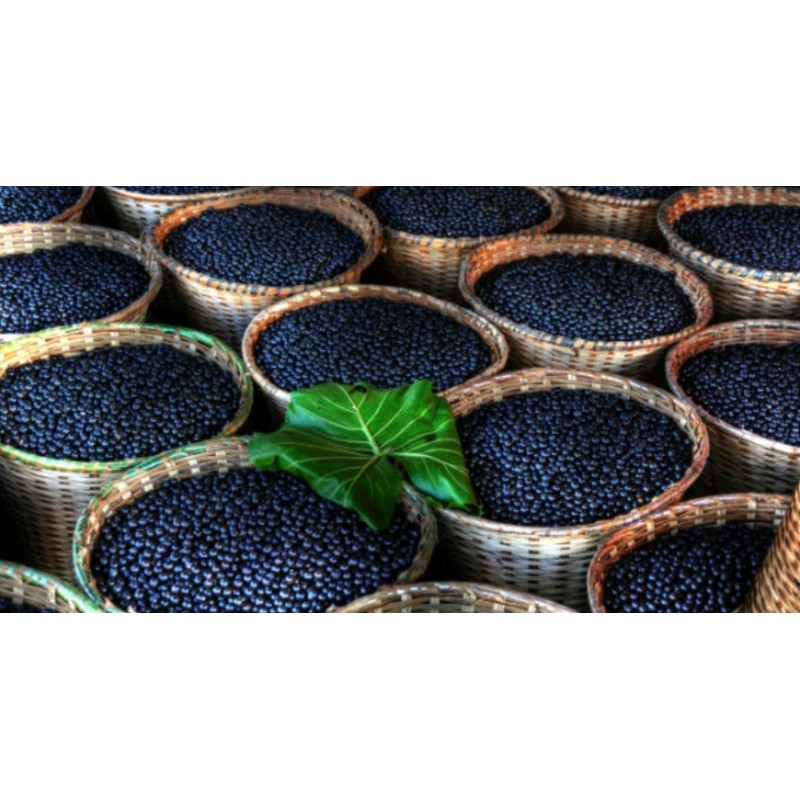 Sementes Maqui Berry Super Fruta (Aristotelia Chilensis) | Seeds Shop Store