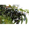 Maqui - Cudesna Bobica Seme Super Voce (Aristotelia Chilensis) | Seeds Shop Store