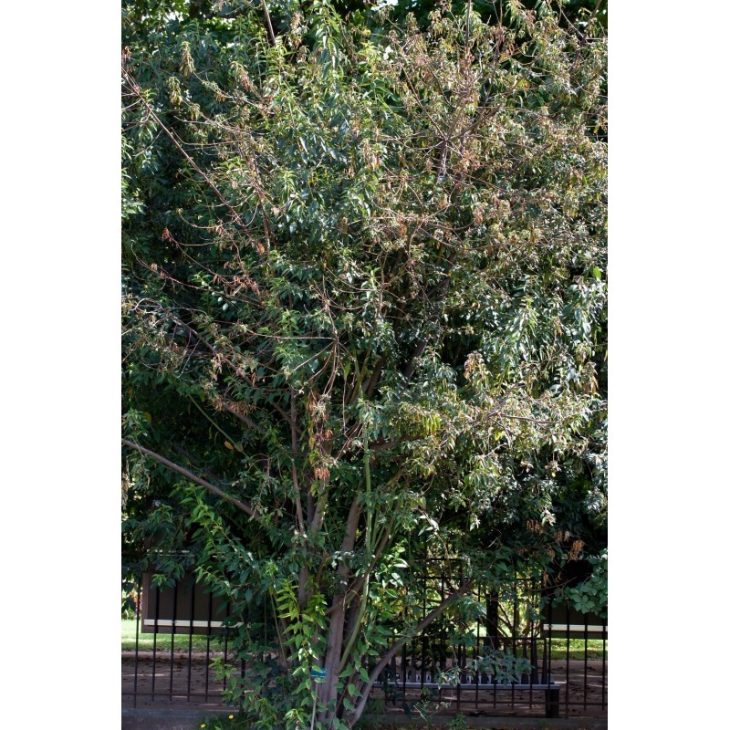 Maqui - Cudesna Bobica Seme Super Voce (Aristotelia Chilensis) | Seeds Shop Store