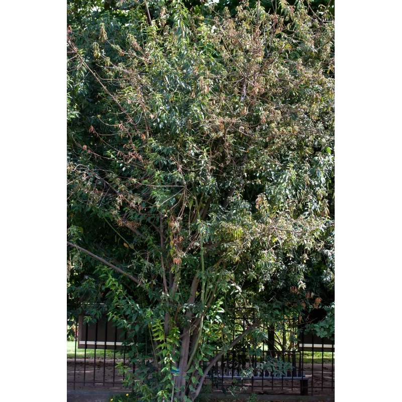 Maqui or Chilean Wineberry Seeds (Aristotelia chilensis) | Seeds Shop Store