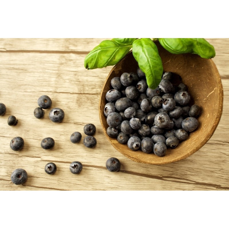 Graines de Maqui du Chili (Aristotelia Chilensis) | Seeds Shop Store