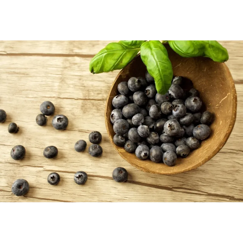 Maqui or Chilean Wineberry Seeds (Aristotelia chilensis) | Seeds Shop Store