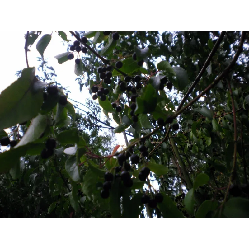 Maqui or Chilean Wineberry Seeds (Aristotelia chilensis) | Seeds Shop Store