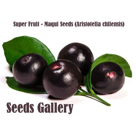 Graines de Maqui du Chili (Aristotelia Chilensis) | Seeds Shop Store