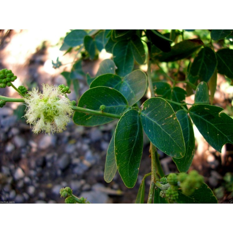 Semi di Tamarindo di Manila (Pithecellobium dulce) | Seeds Shop Store